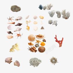 各式各样的海底贝壳素材