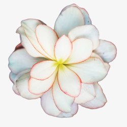 白色木兰花恬静的玉兰花高清图片