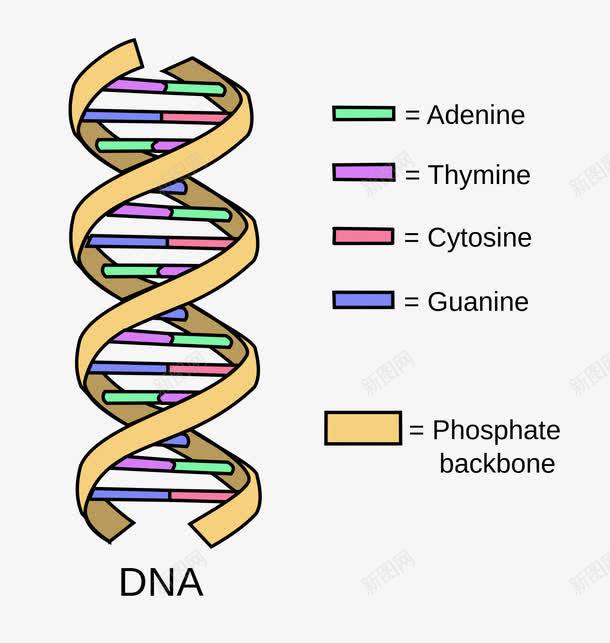 DNA造型图png免抠素材_新图网 https://ixintu.com DNA 条形 注释 螺旋