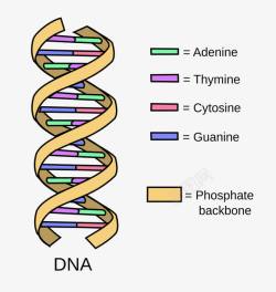 DNA造型图素材
