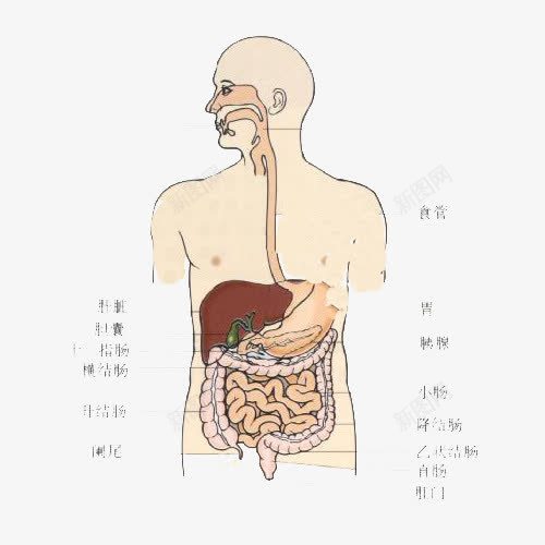 人体模型解说png免抠素材_新图网 https://ixintu.com 内脏 卡通 卡通手绘 卡通肠道 器官 手绘人体 肠道 胃 脾