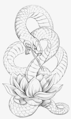 蟒蛇素描长蛇高清图片
