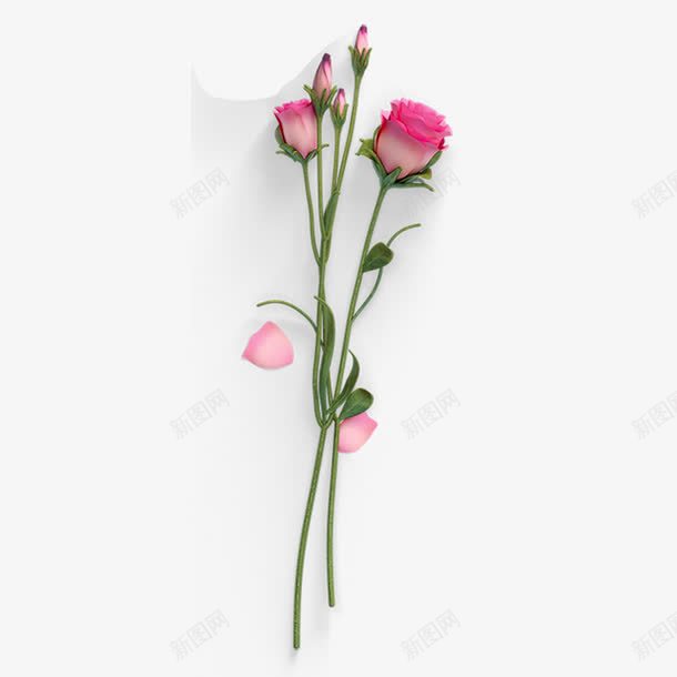 一束花png免抠素材_新图网 https://ixintu.com 一束 含苞待放 娇艳 花