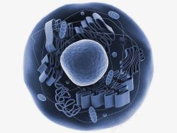 高尔基体透明的动物细胞线粒体显微结构图高清图片