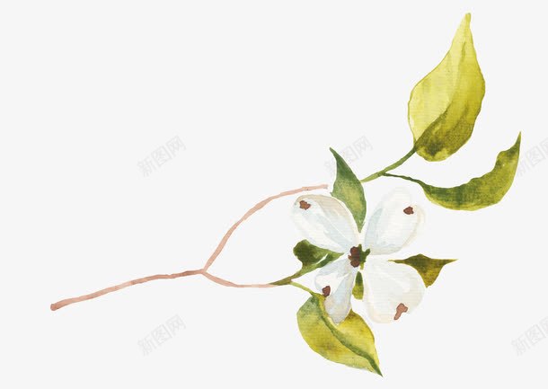 手绘花卉png免抠素材_新图网 https://ixintu.com 栀子花 植物 水彩 白色花朵 花朵