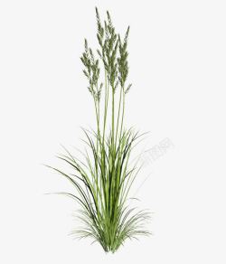 田园小草鸡稻草高清图片