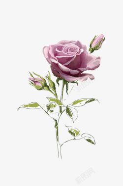 蔷薇科手绘玫瑰花高清图片