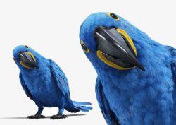 蓝色鹦鹉素材库蓝色好奇鹦鹉高清图片