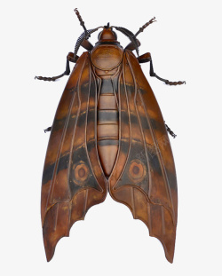 昆虫标本飞蛾翅膀标本高清图片
