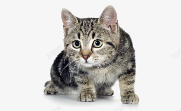 动物猫咪匍匐前进png免抠素材_新图网 https://ixintu.com 产品实物 动物小猫 匍匐前进 猫咪