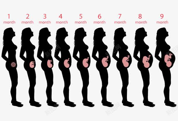 女人的怀孕周期png免抠素材_新图网 https://ixintu.com 人物剪影 周期 婴儿 孕妇 宝宝 怀孕 怀胎十月 肚子里的宝宝