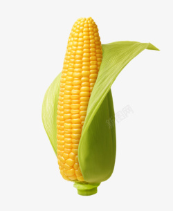 带皮玉米是带叶子的熟玉米高清图片