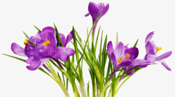 紫色的小野花素材