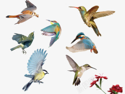 精美的翅膀鸟类摄影高清图片