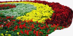 红黄色花朵植物绿化素材