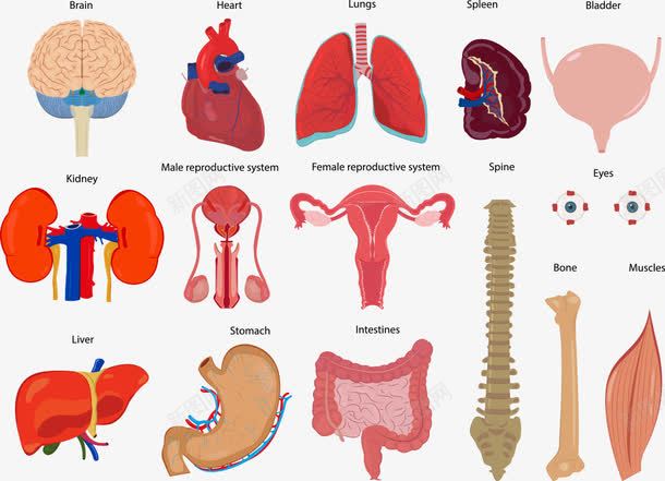 卡通内脏png免抠素材_新图网 https://ixintu.com 内脏 大肠 大脑 子宫