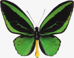 夜光蝴蝶绿色的蝴蝶高清图片