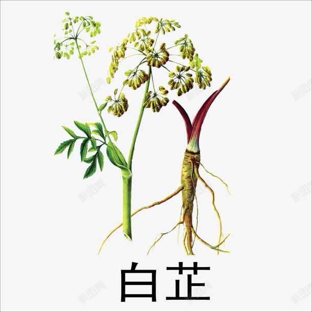 白芷png免抠素材_新图网 https://ixintu.com 中药 本草纲目 草药 药材