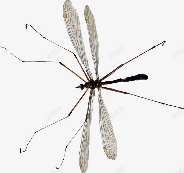 蚊虫标本png免抠素材_新图网 https://ixintu.com 实物摄影 昆虫 虫子标本 蚊子 飞虫