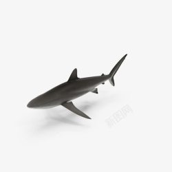 游动的鲨鱼一只大鲨鱼高清图片