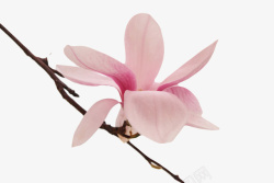 木兰族粉红色香味分支上的玉兰花瓣实物高清图片