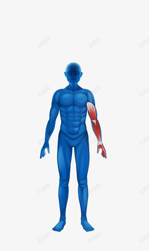 人体结构图png免抠素材_新图网 https://ixintu.com 人体器官结构图素材 人体工程学 人体肌肉骨骼 人体解剖 医疗卫生 血管神经线路 骨骼肌肉