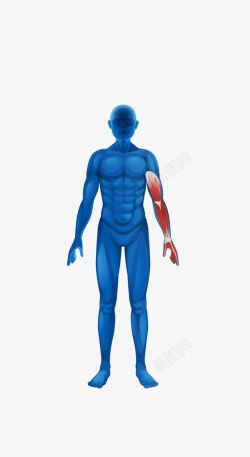 人体解剖侧面人体结构图高清图片