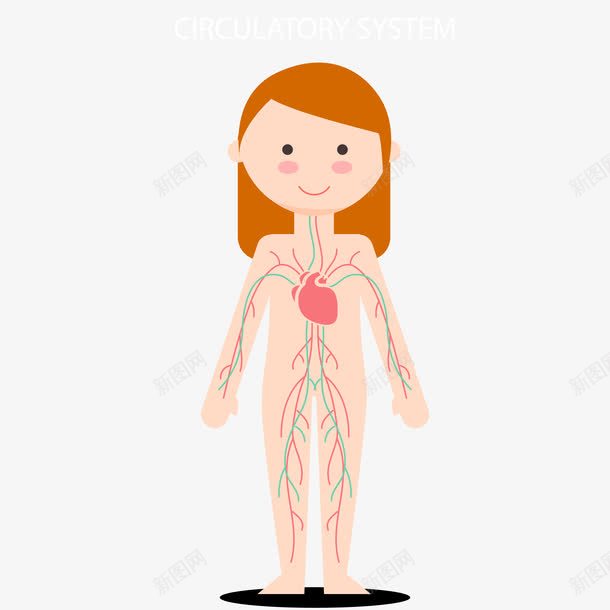 女孩身体结构图png免抠素材_新图网 https://ixintu.com 人体结构图 人体结构示意图 女孩 女孩身体结构图 站着的女孩