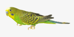 绿色的鸟黄绿色鹦鹉高清图片