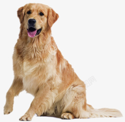 金色站立的狗可爱金毛狗狗站立高清图片