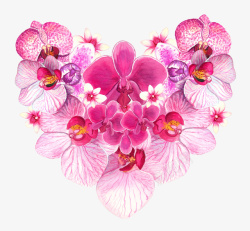 蝴蝶兰植物免扣手绘粉色心形蝴蝶兰高清图片
