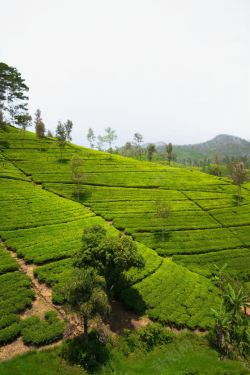 茶园茶山茶园风景高清图片