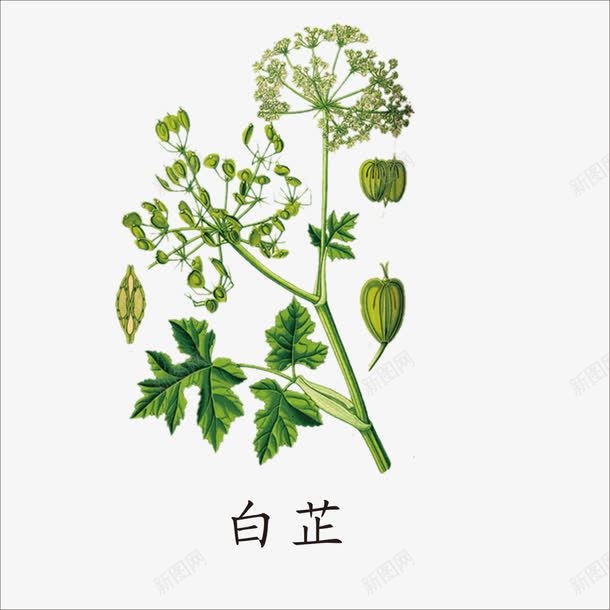 白芷png免抠素材_新图网 https://ixintu.com 中药 本草纲目 草药 药材