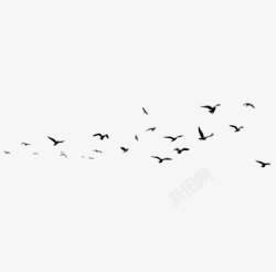 纯黑色鸟鸟群高清图片