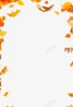 枫叶形状秋天的植物枫叶各种形状高清图片