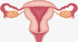 子宫女性子宫附件矢量图高清图片