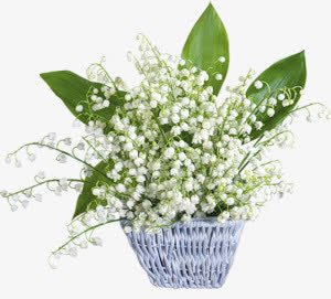 白色花朵绿叶花篮png免抠素材_新图网 https://ixintu.com 白色 绿叶 花朵 花篮