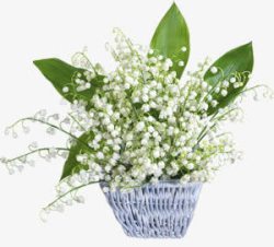 白色花朵绿叶花篮素材