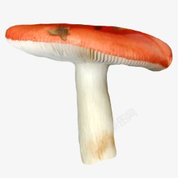 秋收果实蘑菇高清图片
