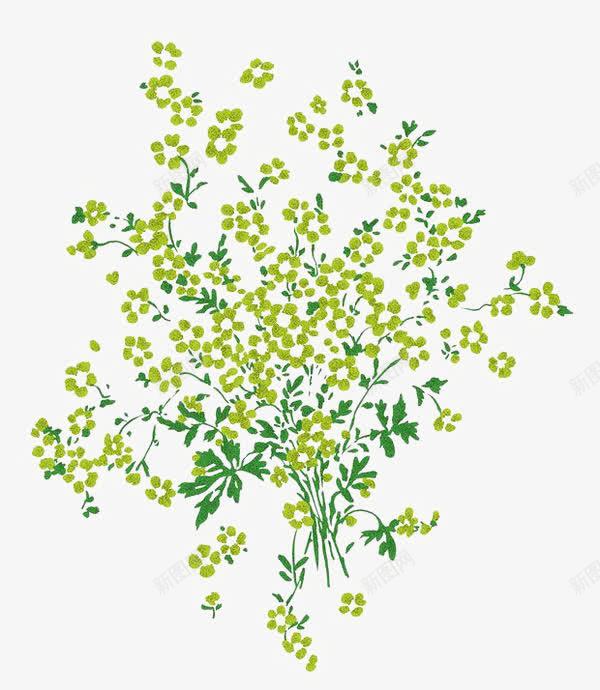 满天星植物png免抠素材_新图网 https://ixintu.com 植物 满天星 满天星手绘 绿叶 花卉 鲜花