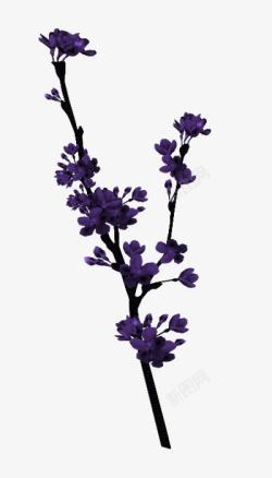 紫色的水仙花花枝高清图片