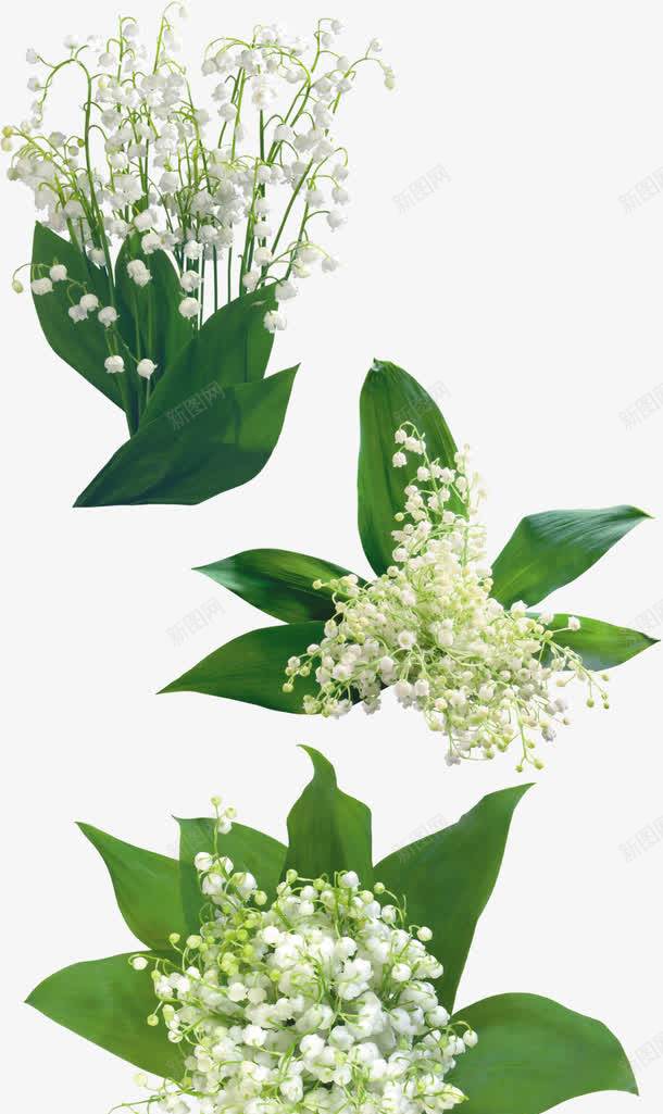 满天星花朵png免抠素材_新图网 https://ixintu.com png 植物 满天星 白色 花朵
