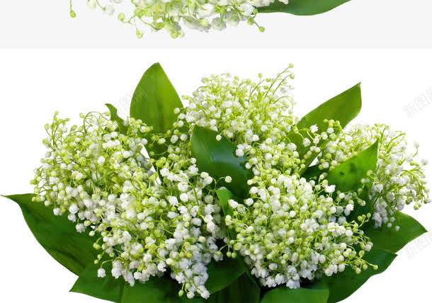 满天星花朵png免抠素材_新图网 https://ixintu.com png 植物 满天星 白色 花朵