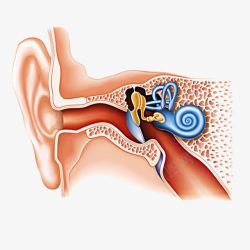 耳朵内部构造素材