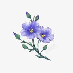 紫色亚麻籽花素材