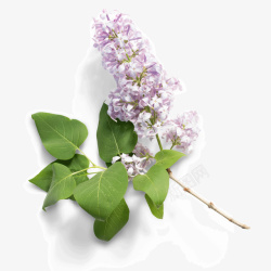 真实自然紫色花朵植物高清图片