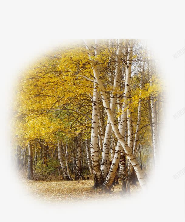 漂亮的白桦树png免抠素材_新图网 https://ixintu.com 树林 漂亮的白桦树 秋叶 秋季元素 落叶 金黄色