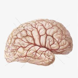 脑细胞脑血管分析图高清图片