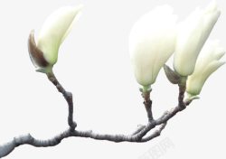 白色木兰花白色的木兰花高清图片