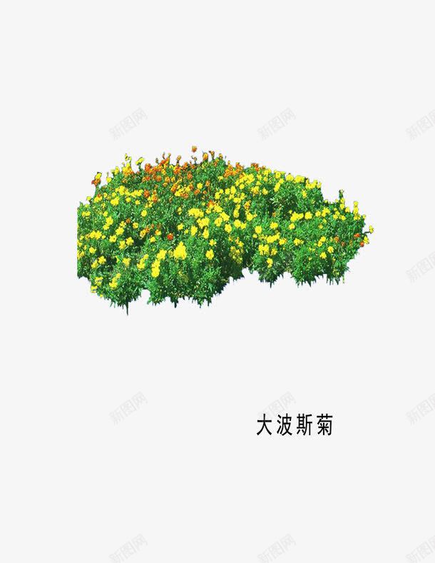 草本植物png免抠素材_新图网 https://ixintu.com 大波斯菊 环艺 黄花